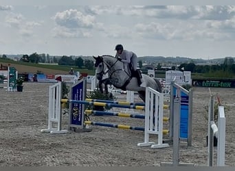 Hannoveraner, Wallach, 12 Jahre, 180 cm, Schimmel