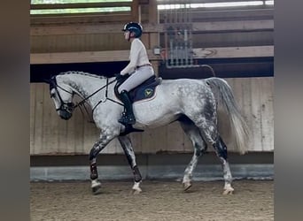 Hannoveraner, Wallach, 12 Jahre, 180 cm, Schimmel