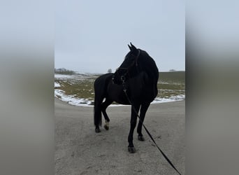 Hannoveraner, Wallach, 12 Jahre, 180 cm, Schwarzbrauner