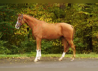 Hannoveraner, Wallach, 12 Jahre, 181 cm, Fuchs