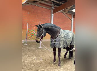 Hannoveraner, Wallach, 12 Jahre, 182 cm, Dunkelbrauner