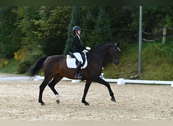 Hannoveraner, Wallach, 12 Jahre, 183 cm, Dunkelbrauner
