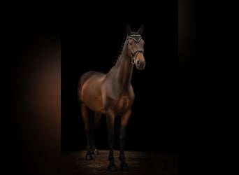 Hannoveraner, Wallach, 12 Jahre, 183 cm