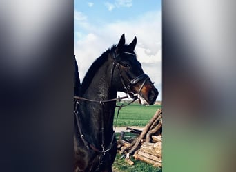 Hannoveraner, Wallach, 12 Jahre, Dunkelbrauner