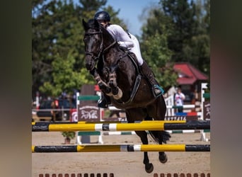 Hannoveraner, Wallach, 12 Jahre, Dunkelbrauner