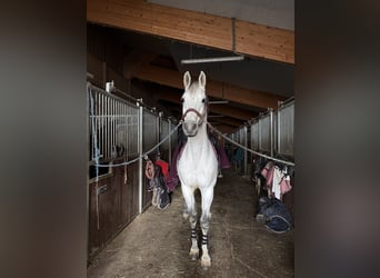 Hannoveraner, Wallach, 13 Jahre, 158 cm, White