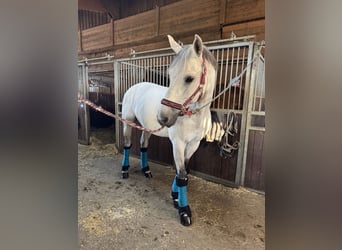Hannoveraner, Wallach, 13 Jahre, 158 cm, White