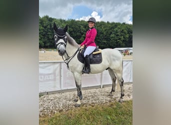 Hannoveraner, Wallach, 13 Jahre, 158 cm, White