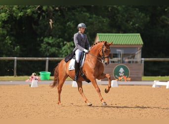 Hannoveraner, Wallach, 13 Jahre, 163 cm, Dunkelfuchs