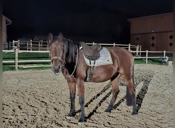 Hannoveraner, Wallach, 13 Jahre, 164 cm, Brauner