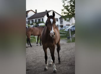 Hannoveraner, Wallach, 13 Jahre, 165 cm, Brauner