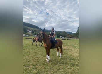 Hannoveraner, Wallach, 13 Jahre, 165 cm, Fuchs