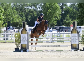 Hannoveraner, Wallach, 13 Jahre, 165 cm, Fuchs