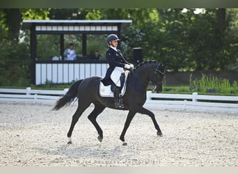 Hannoveraner, Wallach, 13 Jahre, 165 cm, Rappe