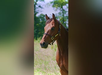 Hannoveraner, Wallach, 13 Jahre, 166 cm