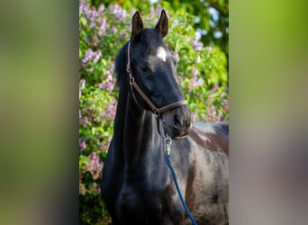 Hannoveraner, Wallach, 13 Jahre, 167 cm, Schwarzbrauner