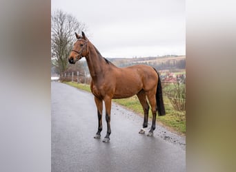 Hannoveraner, Wallach, 13 Jahre, 168 cm, Brauner