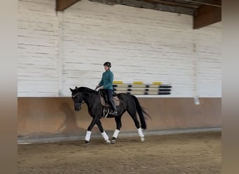Hannoveraner, Wallach, 13 Jahre, 168 cm, Rappe