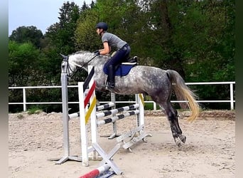Hannoveraner, Wallach, 13 Jahre, 169 cm, Apfelschimmel