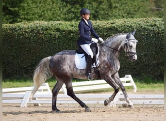 Hannoveraner, Wallach, 13 Jahre, 169 cm, Apfelschimmel