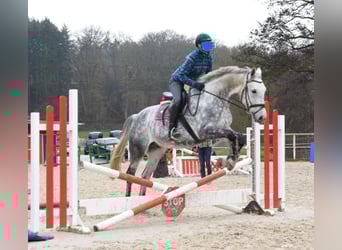 Hannoveraner, Wallach, 13 Jahre, 169 cm, Apfelschimmel