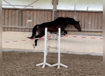 Hannoveraner, Wallach, 13 Jahre, 169 cm, Dunkelbrauner