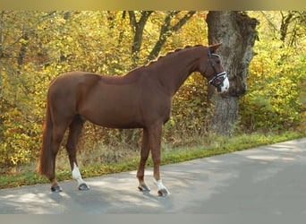 Hannoveraner, Wallach, 13 Jahre, 169 cm, Dunkelfuchs