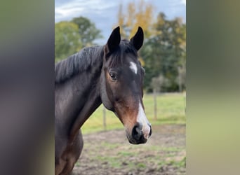 Hannoveraner, Wallach, 13 Jahre, 170 cm, Brauner