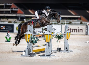 Hannoveraner, Wallach, 13 Jahre, 170 cm, Brauner