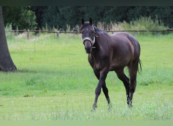 Hannoveraner, Wallach, 13 Jahre, 170 cm, Dunkelbrauner