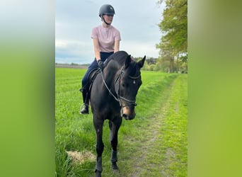 Hannoveraner, Wallach, 13 Jahre, 170 cm, Dunkelbrauner