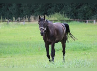 Hannoveraner, Wallach, 13 Jahre, 170 cm, Dunkelbrauner