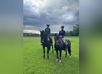 Hannoveraner, Wallach, 13 Jahre, 170 cm, Dunkelbrauner