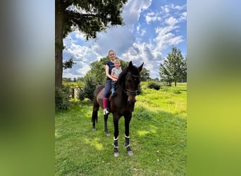 Hannoveraner, Wallach, 13 Jahre, 170 cm, Dunkelbrauner