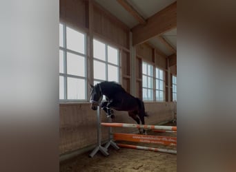 Hannoveraner, Wallach, 13 Jahre, 170 cm, Dunkelbrauner