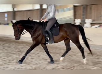 Hannoveraner, Wallach, 13 Jahre, 170 cm, Dunkelbrauner