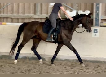 Hannoveraner, Wallach, 13 Jahre, 170 cm, Dunkelbrauner
