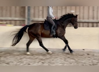 Hannoveraner, Wallach, 13 Jahre, 170 cm, Dunkelbrauner