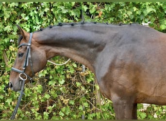 Hannoveraner, Wallach, 13 Jahre, 170 cm, Dunkelbrauner