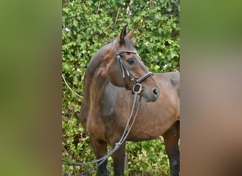 Hannoveraner, Wallach, 13 Jahre, 170 cm, Dunkelbrauner