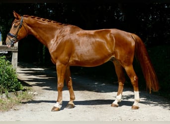 Hannoveraner, Wallach, 13 Jahre, 170 cm, Fuchs