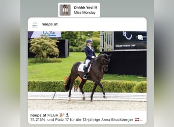 Hannoveraner, Wallach, 13 Jahre, 170 cm, Rappe