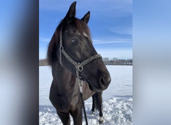 Hannoveraner, Wallach, 13 Jahre, 170 cm, Schwarzbrauner