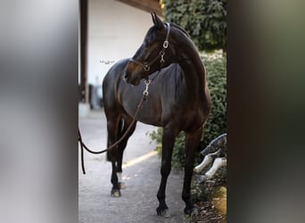 Hannoveraner, Wallach, 13 Jahre, 170 cm, Schwarzbrauner