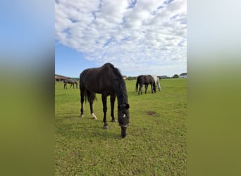 Hannoveraner, Wallach, 13 Jahre, 170 cm, Schwarzbrauner