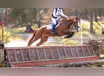 Hannoveraner, Wallach, 13 Jahre, 172 cm, Fuchs