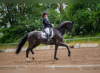 Hannoveraner, Wallach, 13 Jahre, 172 cm, Rappe