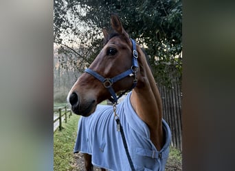 Hannoveraner, Wallach, 13 Jahre, 173 cm, Brauner