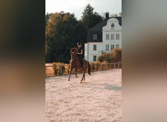 Hannoveraner, Wallach, 13 Jahre, 174 cm, Dunkelfuchs