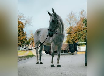 Hannoveraner Mix, Wallach, 13 Jahre, 174 cm, Fliegenschimmel